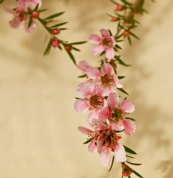 spring flowers of leptospermum pink cascade Australian native plant