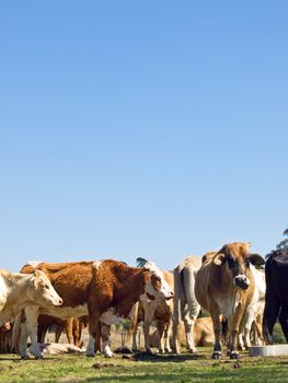 australian herd of beef cattle - black white and brown cows with blue sky copyspace
