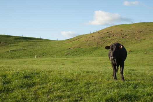 Single black cow stands in green paddock.