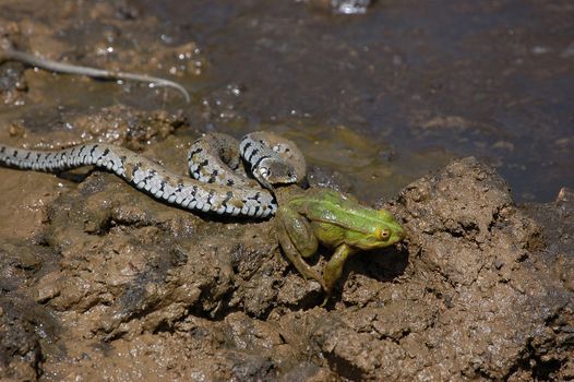 Water snake about to eat a green frog