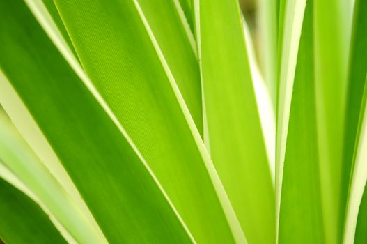 Closeup on green leaves of tropical plant