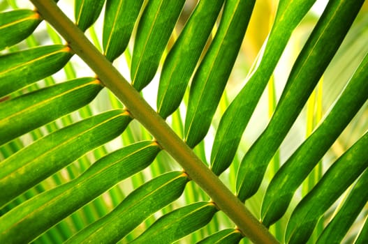 Closeup of green leaf of tropical plant