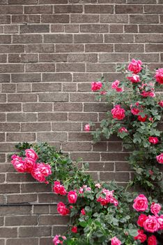 Climbing red roses on a brick wall of a house