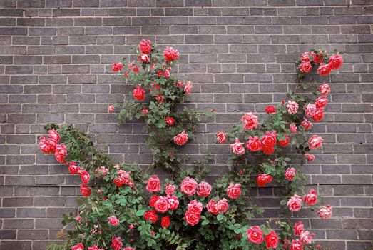 Climbing red roses on a brick wall of a house