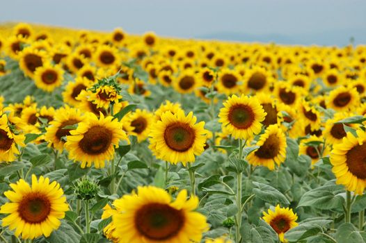 bright sunflowers fields. natural backgrounds