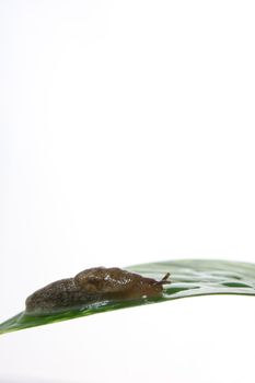 A garden slug isolated on white, with green leaves.