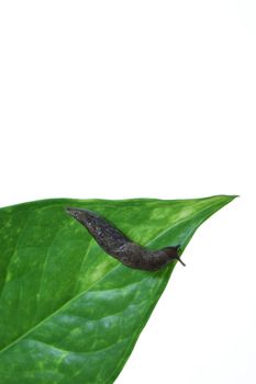 A garden slug isolated on white, with green leaves.