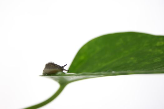 A garden slug isolated on white, with green leaves.