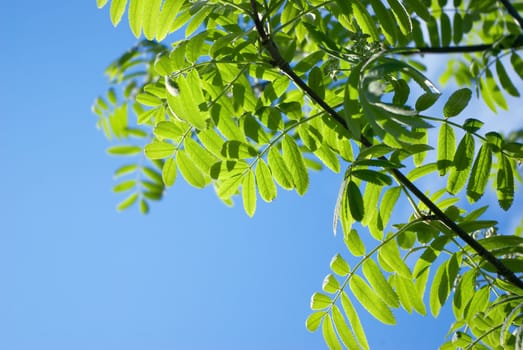 the green sheet of rowanberry.Sunshine