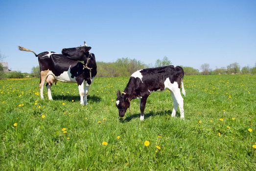 cows and calf  in pasture.An inquisitive cow in a scenic field 