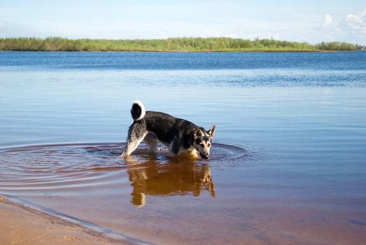 making look younger riverside dog