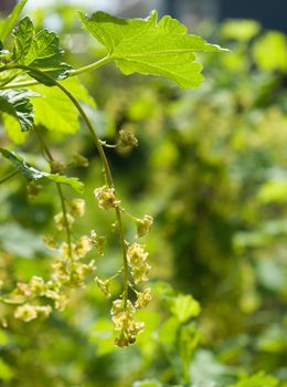 blooming redcurrant.Blooming currant. Future sowing