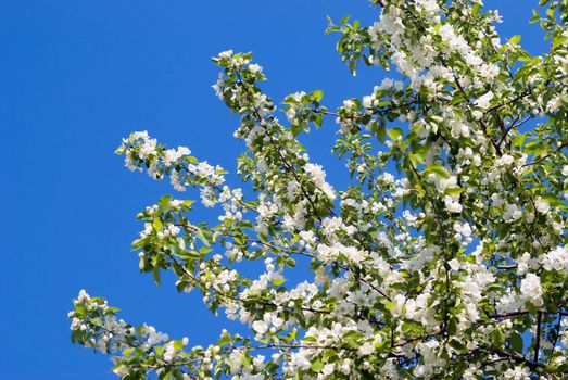 Apple blossom branch close-up