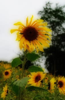 A sunflower standing high above its counterparts, in a field of blooms.
