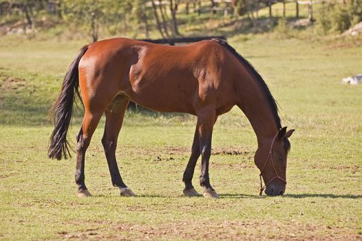Queit horse eats grass