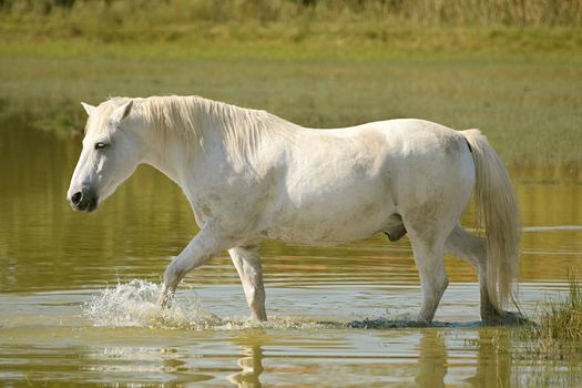 White horse crosses a pond