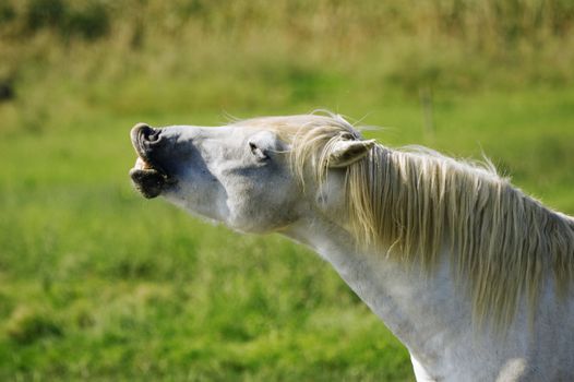 White wild horse shows theet