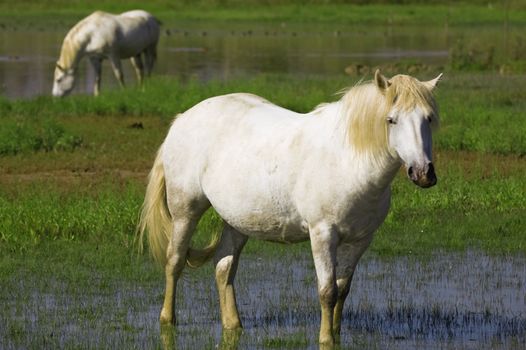 Two Camargue white horses eating grass in a pond