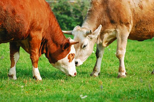 Two cows eat grass in a meadow