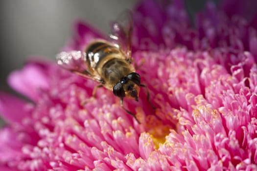 striped fly on a bright pink flower