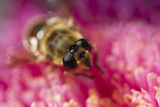 striped fly on a bright pink flower