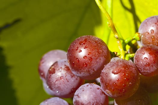 brush ripe red grapes on a green background