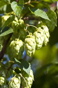 hand hops on the green bush in the garden