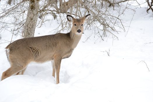 Whitetail deer doe standing in the woods in winter snow.