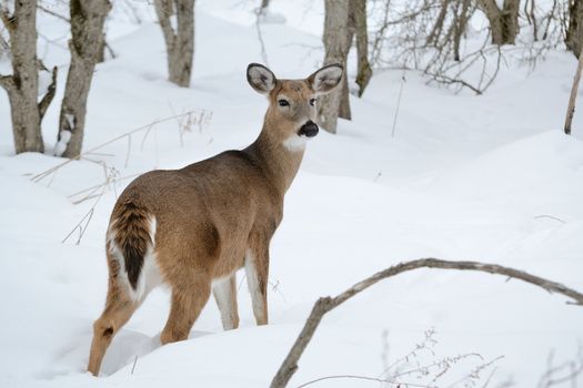 Whitetail deer doe standing in the woods in winter snow.