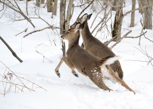 Whitetail deer yearling running in the woods in winter snow.