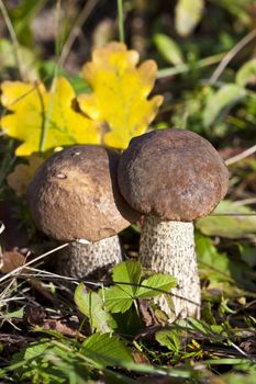 two mushroom caps with brown grass in the autumn