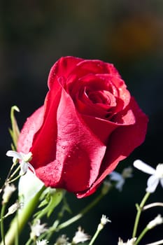 bright red rose bud in the garden