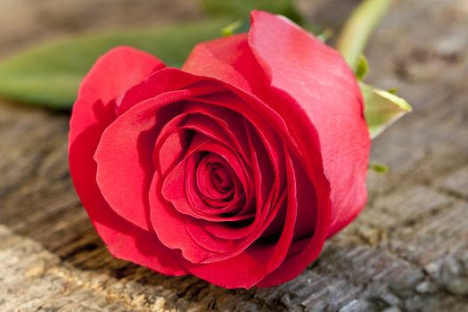 bright red rose bud in the garden