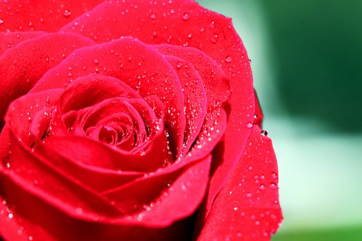 bright red rose bud in the garden