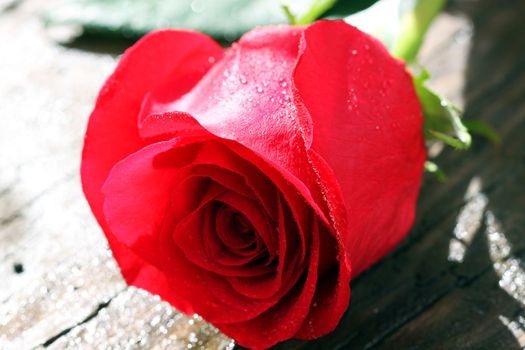 bright red rose bud in the garden
