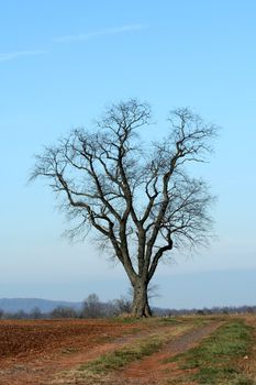 A Single tree in a field