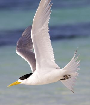 A Crested Tern in flight off Rottnest Island, Western Australia.