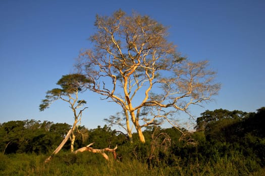 Fever trees (Acacia xanthophloea) growing near Nsumo Pan in Mkhuze Game Reserve, South Africa.