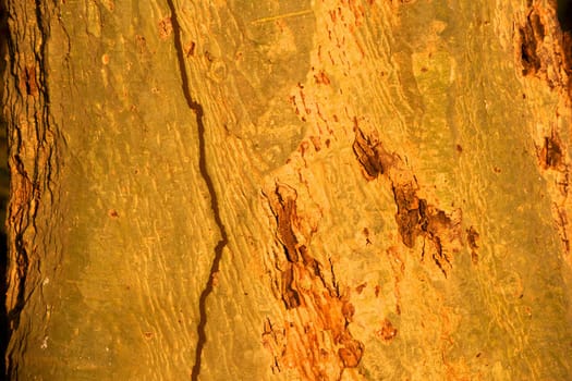 Abstract of the trunk of a fever tree (Acacia xanthophloea) growing in the Mkhuze Game Reserve, South Africa.