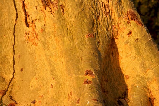 Abstract of the trunk of a fever tree (Acacia xanthophloea) growing in the Mkhuze Game Reserve, South Africa.