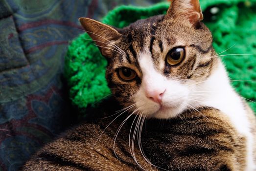 Cute cat lying on sofa looking angry