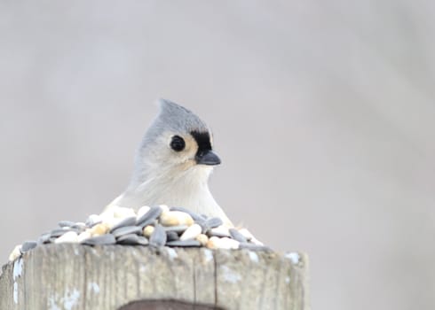 A tufted titmouse perched on a post.
