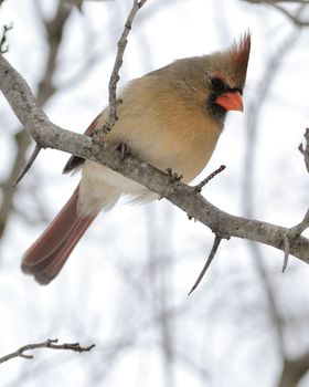 A female cardinal perched on a tree branch.