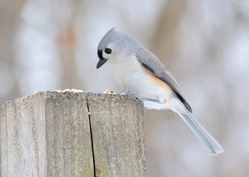 A tufted titmouse perched on a post.