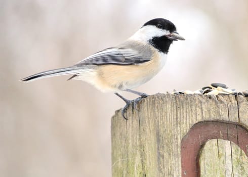 A black-capped chickadee perched on a post.