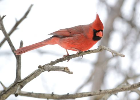 A male cardinal perched on a tree branch.