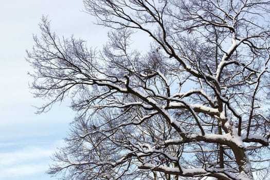 winter tree