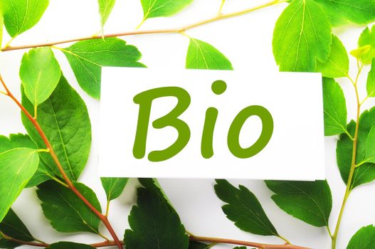 bio concept with word on nature still life