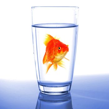 goldfish in drink glass showing jail prison free or freedom concept