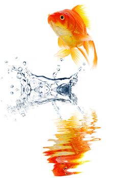 goldfish jumping with water splash isolated on white background